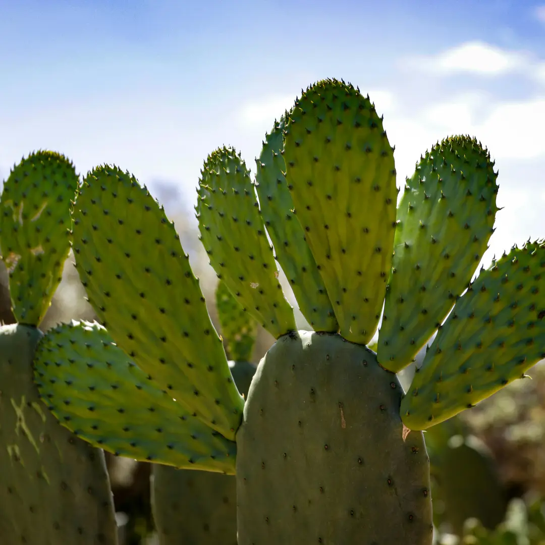 Fico d'India dell'Etna - Etna Wellness